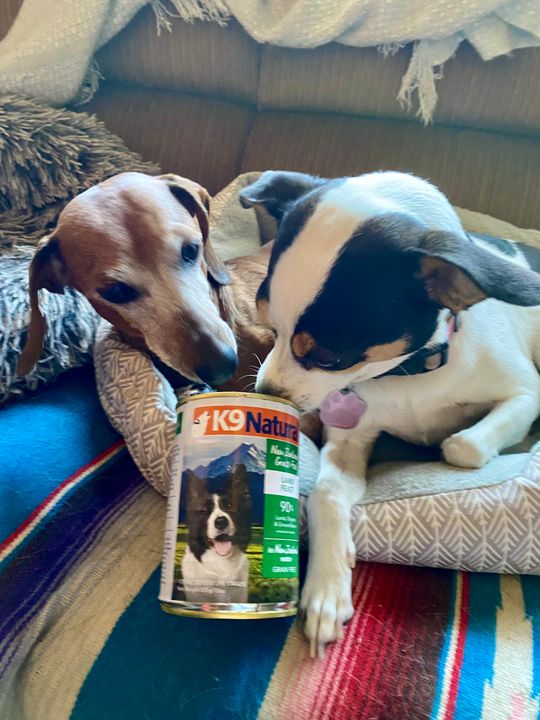 Lamb Feast Canned Dog Food – K9 Natural USA