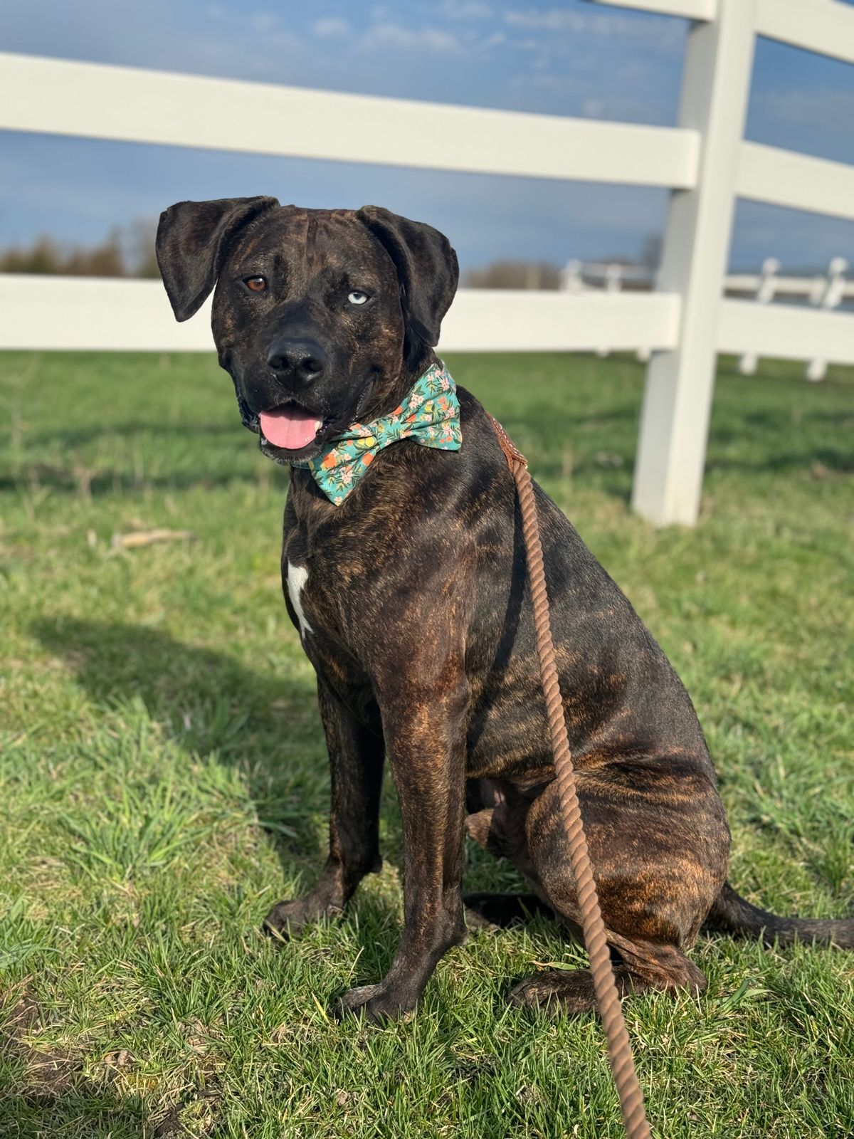 Blonde Black Lab Cross Staffy Brindle Boxer Lab Mix Brindle Lab Cross Boxer  Boxer Mix Dogs Sales