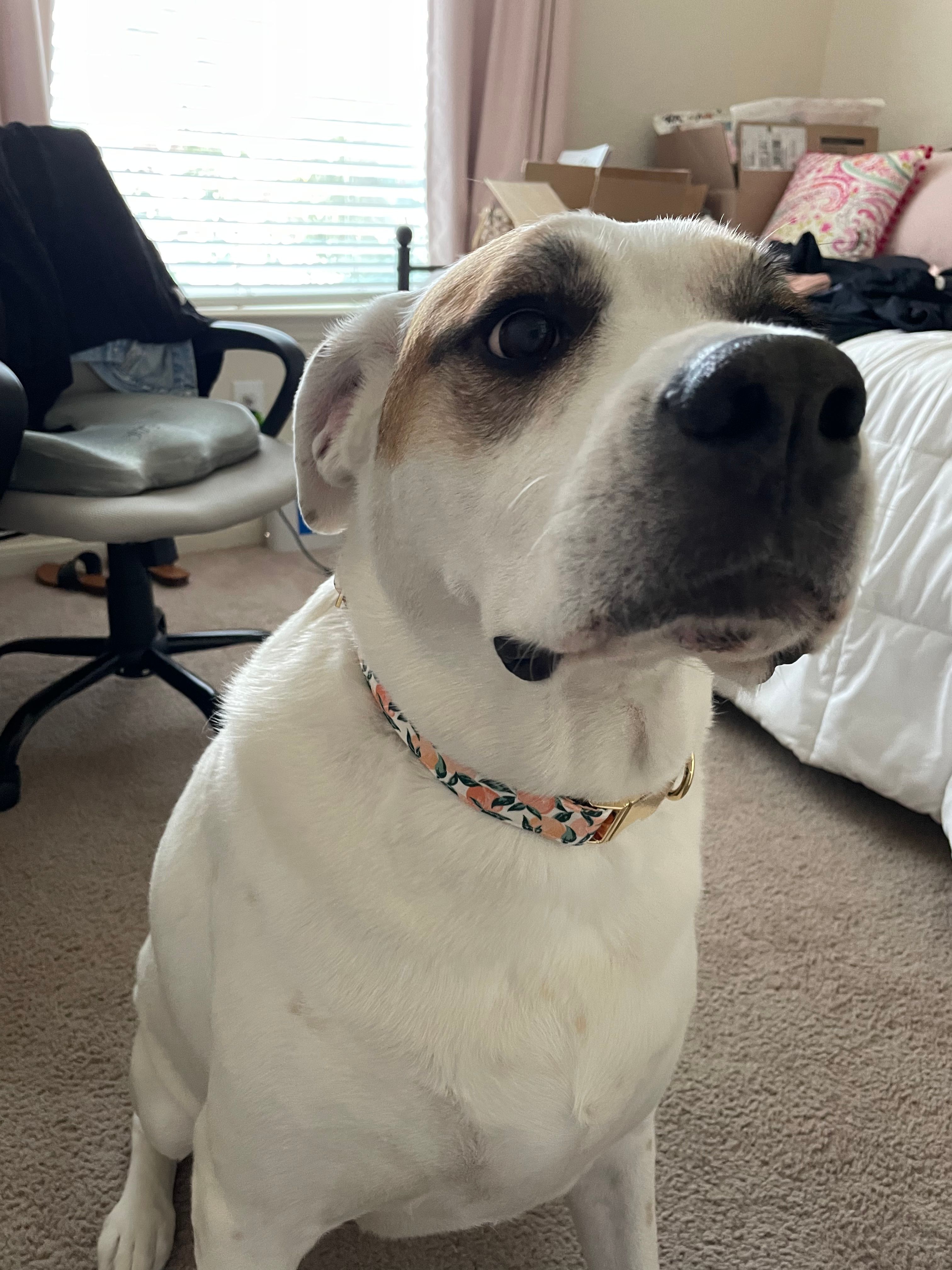 the office dog collar