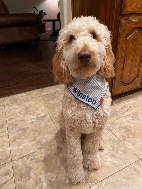 carhartt bandana for dogs