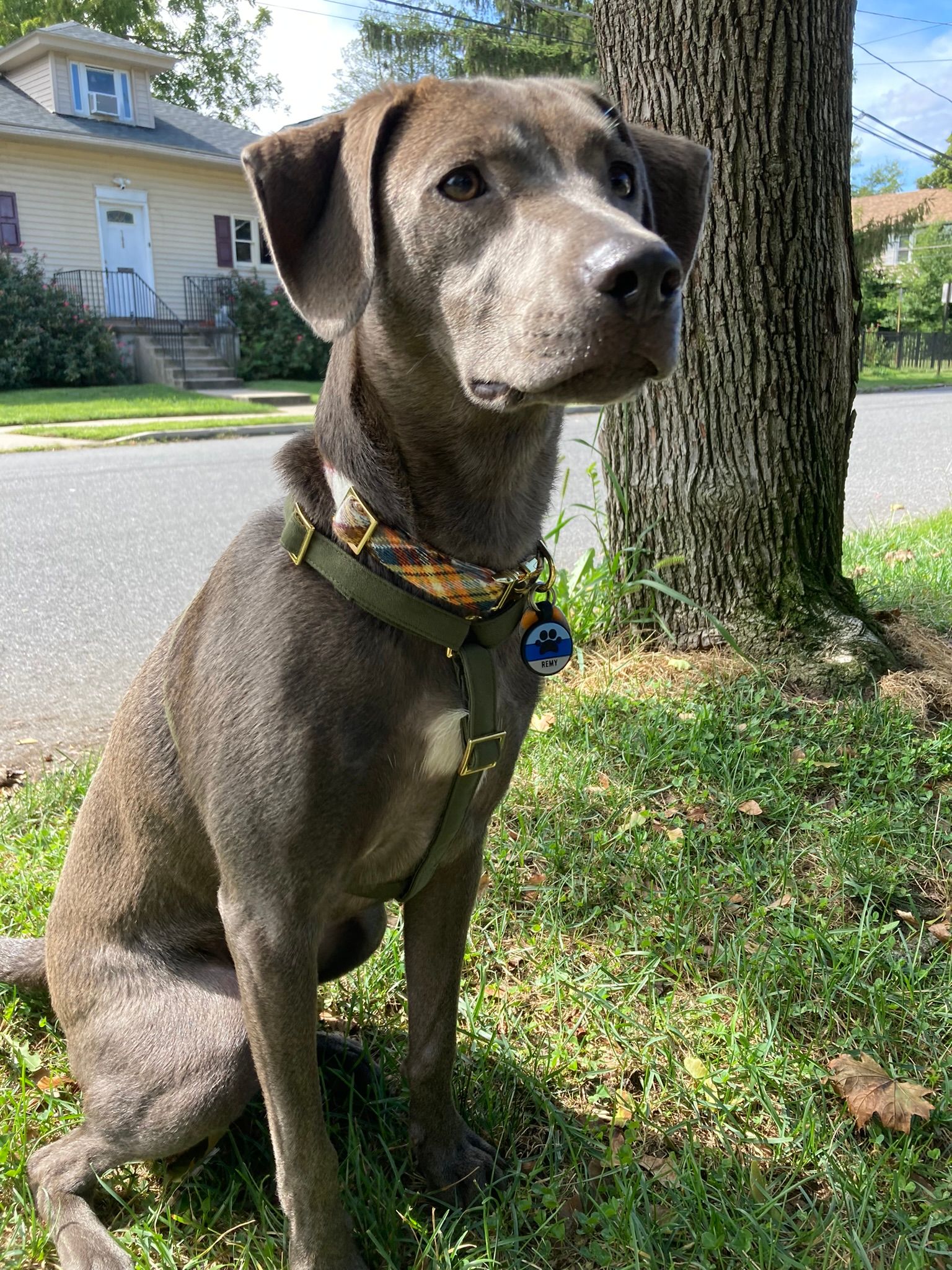 How Long Is The Average Dog Leash