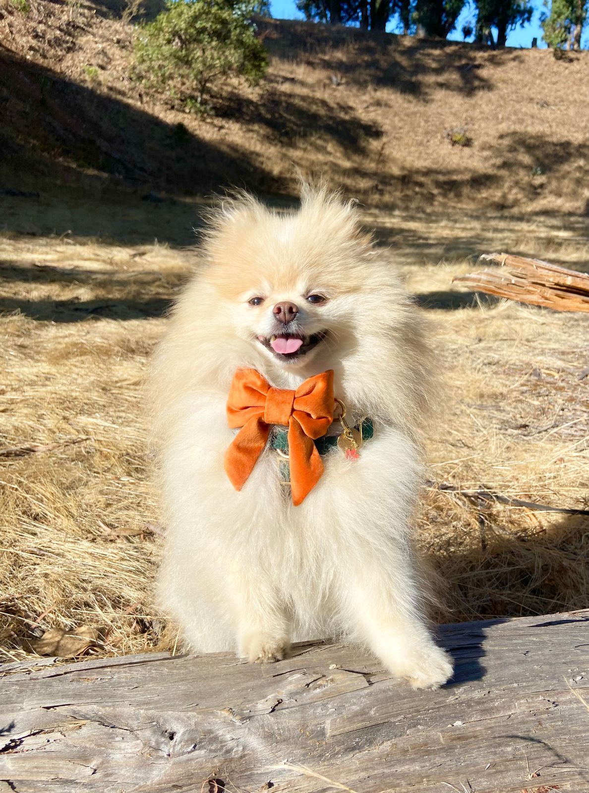 Toy Pom Pomeranian X German Spitz Pomeranian Half Japanese Spitz