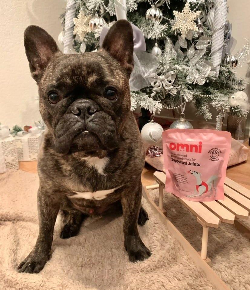 Chocolate Pied French Bulldog Bullistik French Bulldogs Chocolate