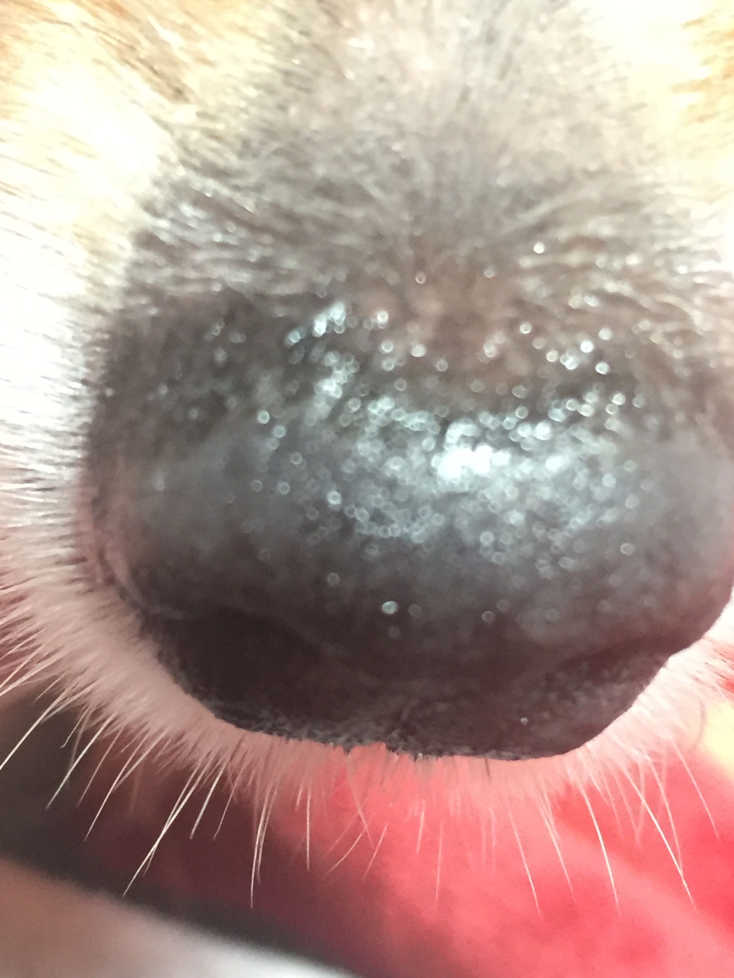 White Lump On Dogs Nose
