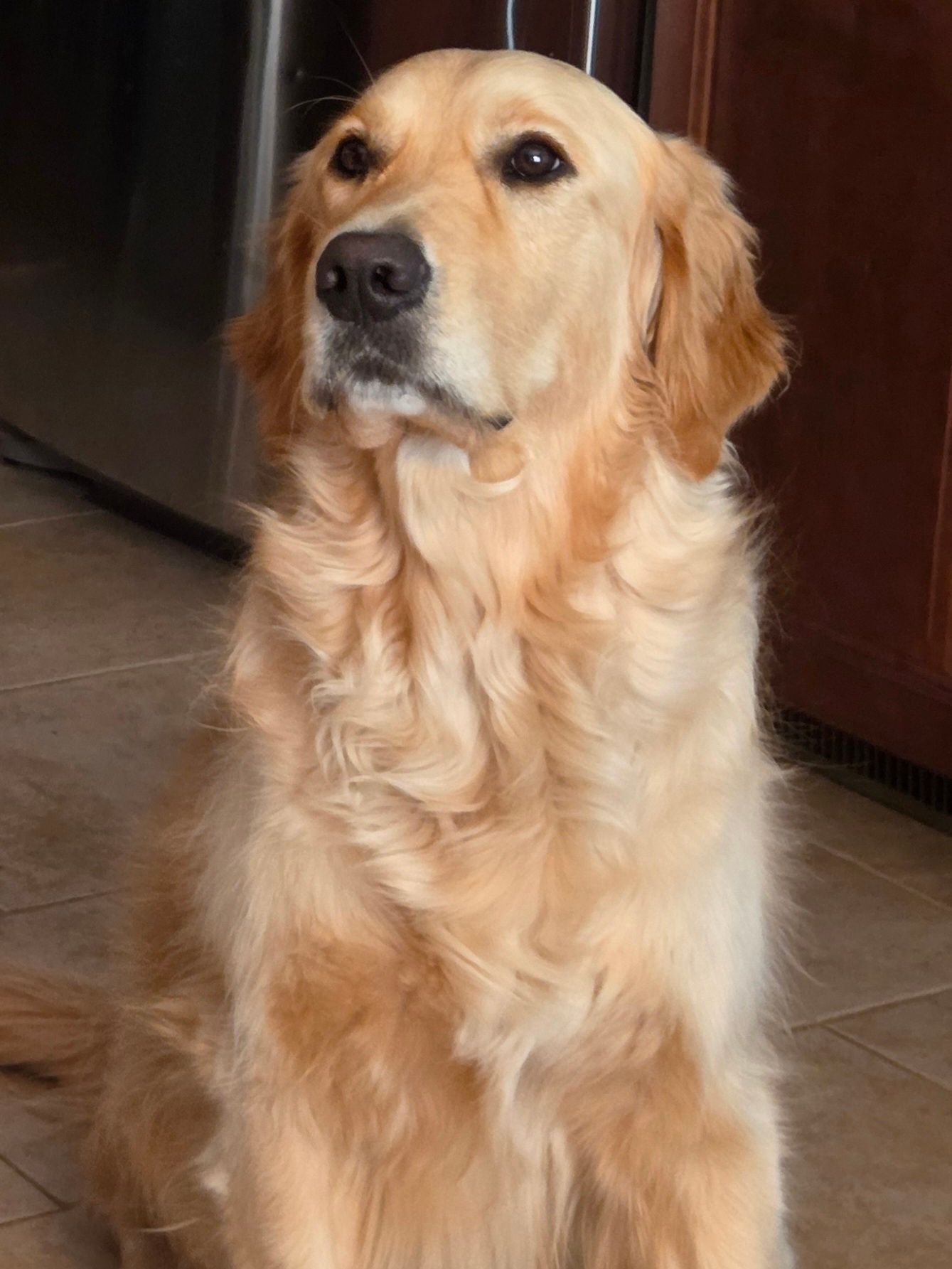 Golden Retriever Big Dog Breeds Good With Kids Golden Retriever - Main Image