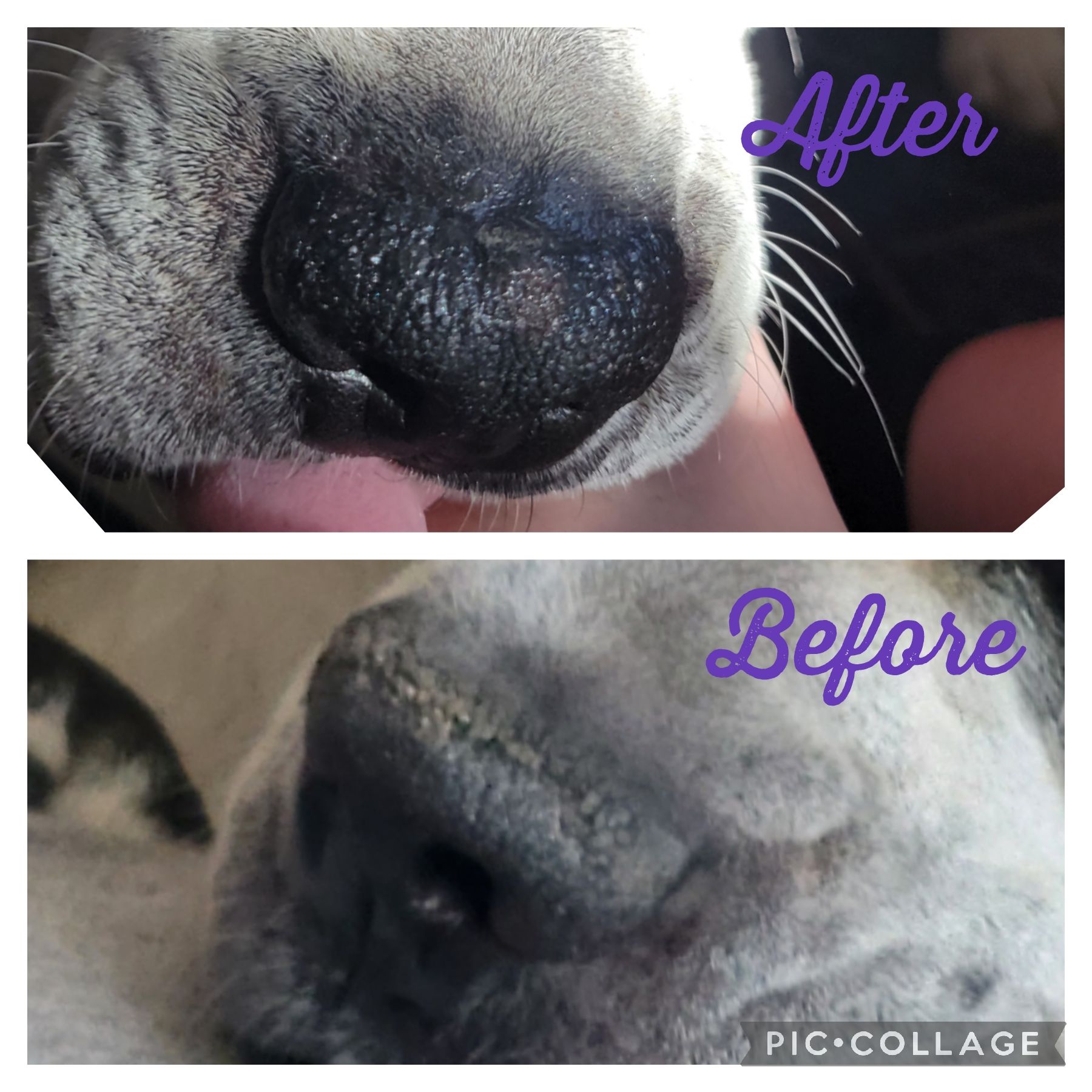 Old Dog's Nose Is Dry And Crusty