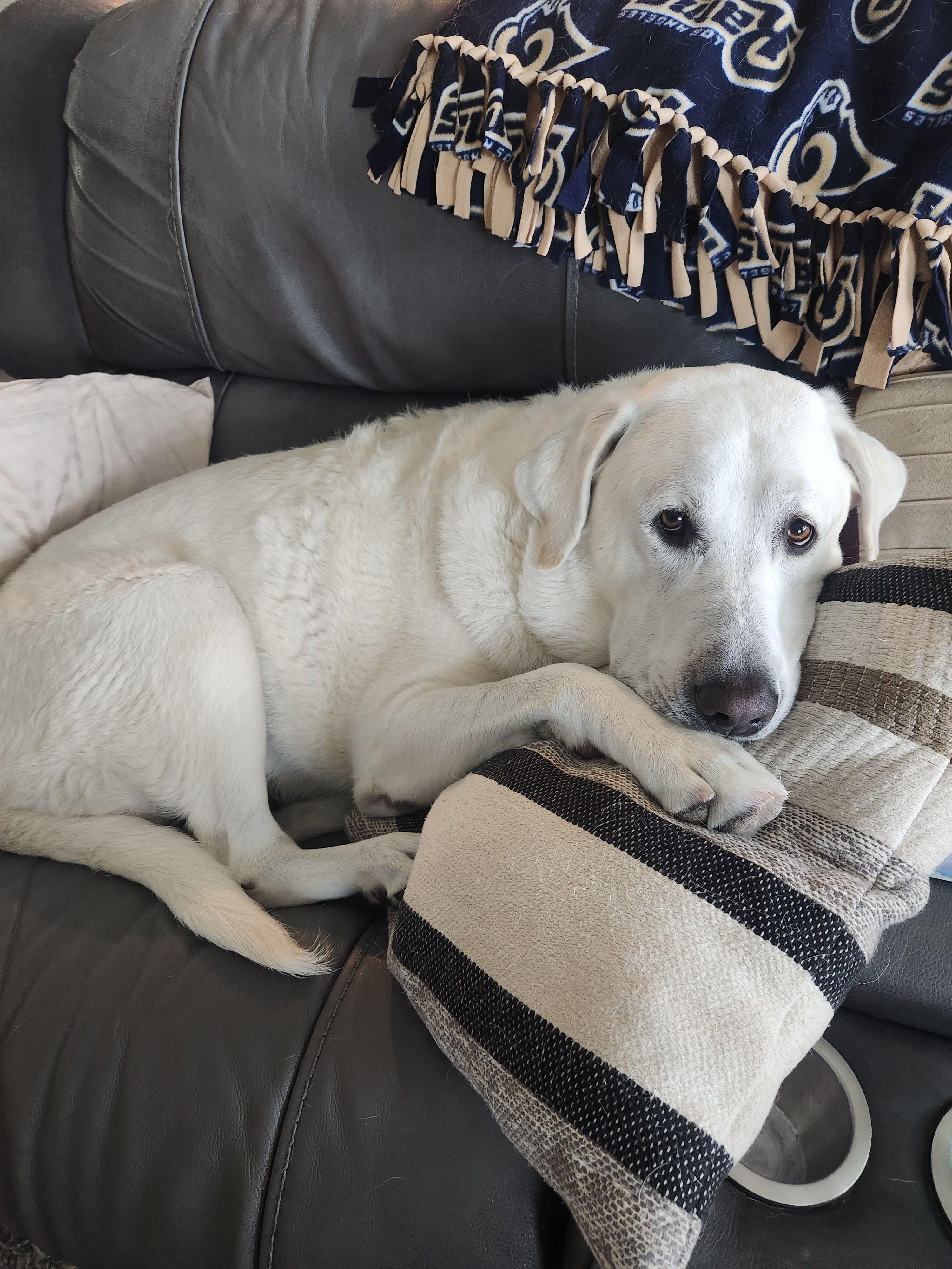 How Often Should I Feed My Lab Puppy