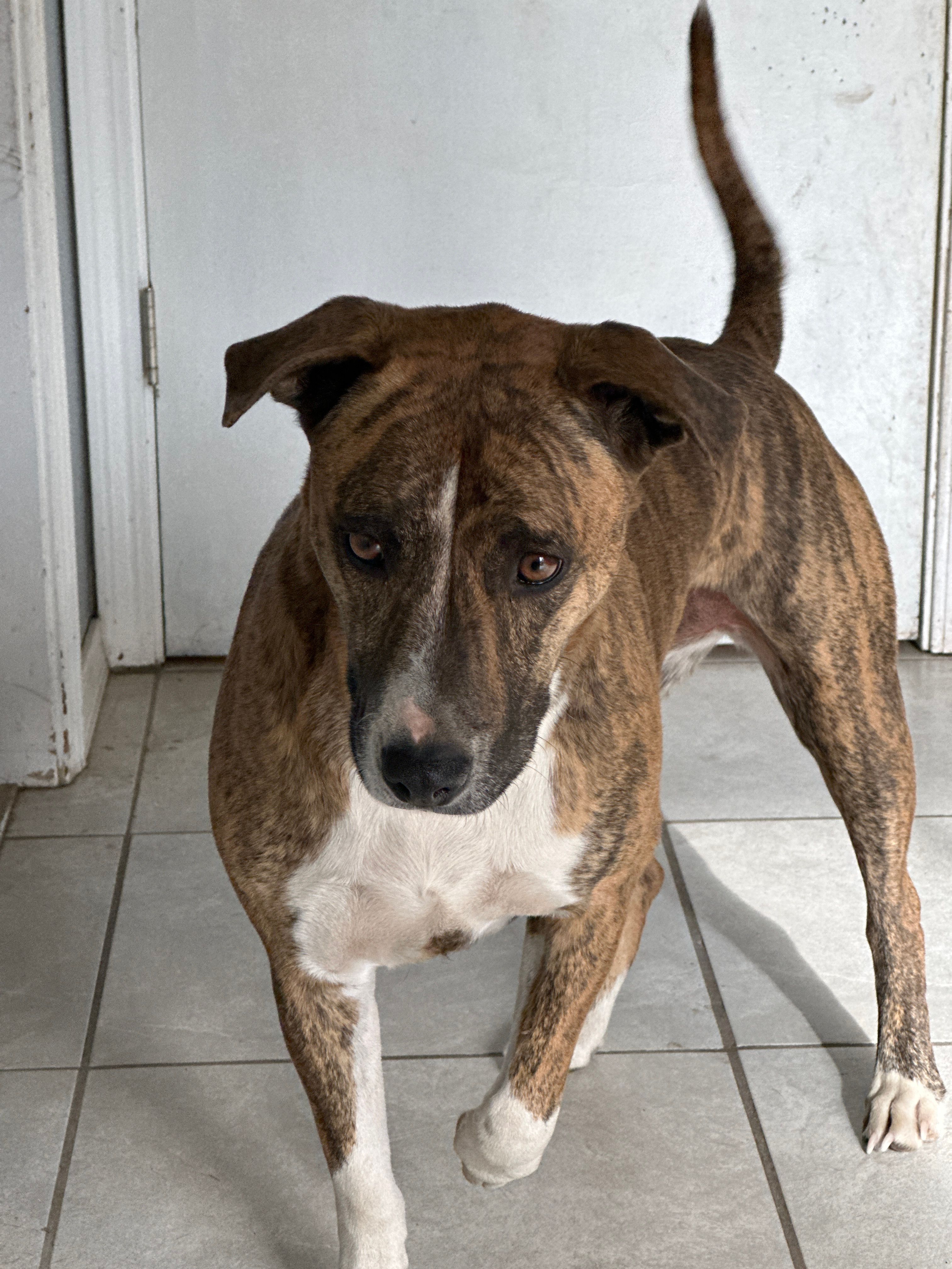 Brindle Mastiff Pitbull Mix Brindle Pitbull Mastiff Size Brindle