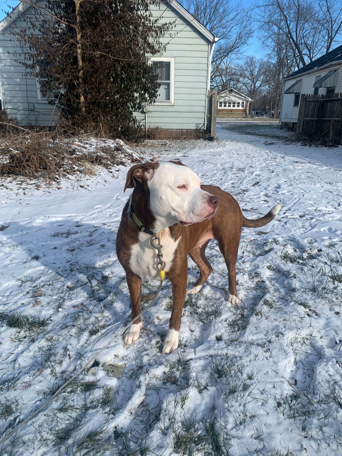 White Pitbull In The Snow Dog Supplement Canine Red Authentic Cell