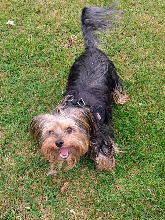 Just 6 Lamb with Vegetables & Gravy Complete GrainFree Wet Dog Food 8