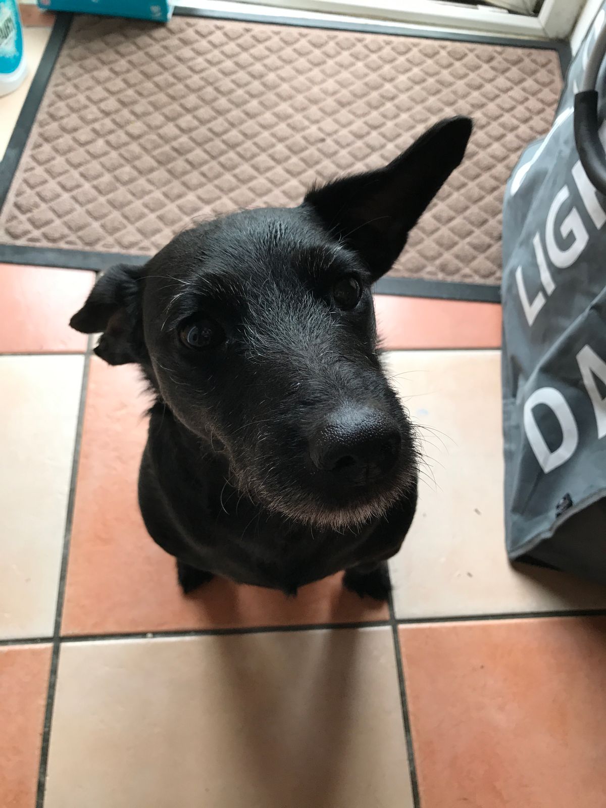 harringtons lamb and rice