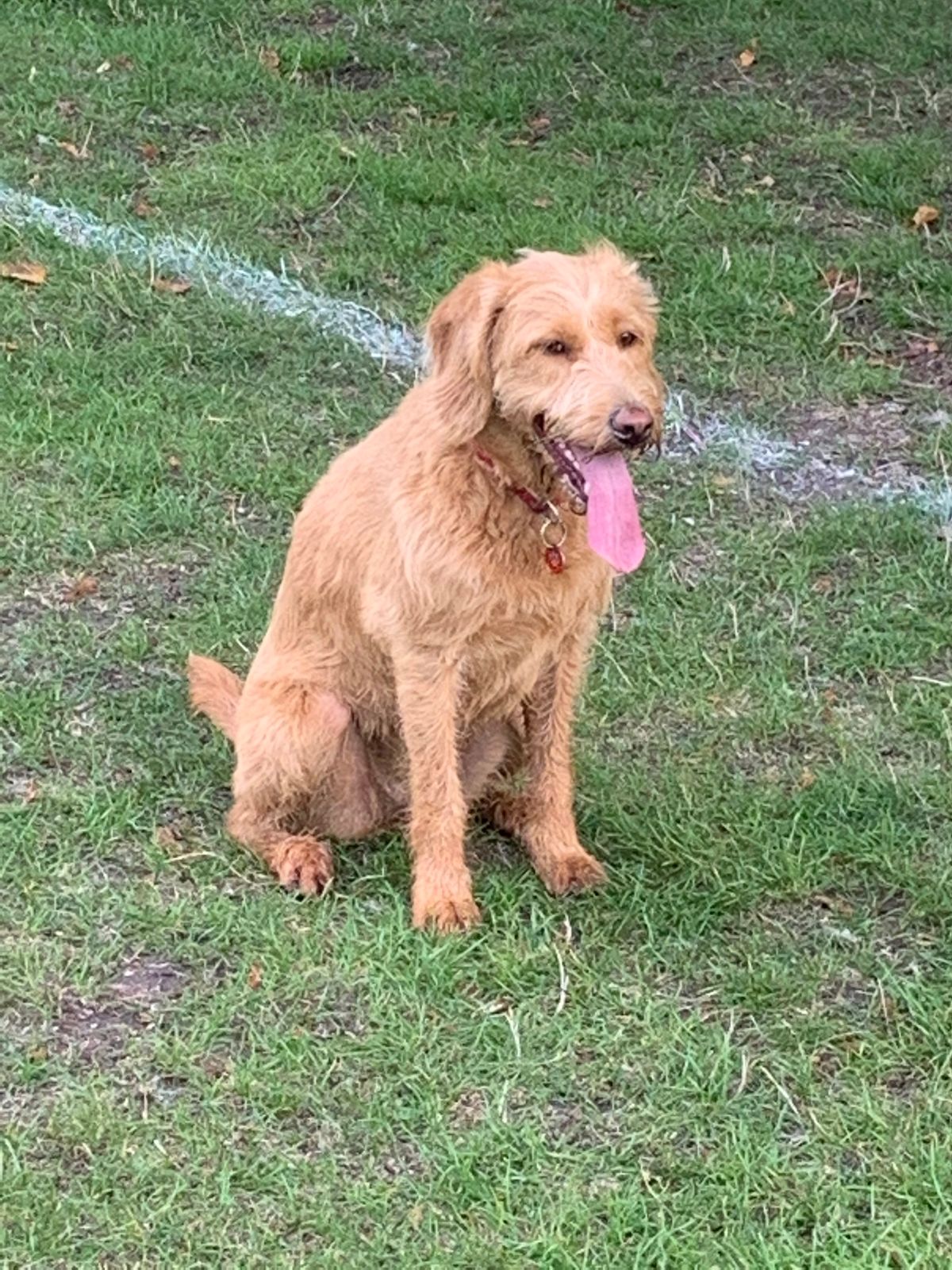 Just 6 Lamb with Vegetables & Gravy Complete GrainFree Wet Dog Food 8