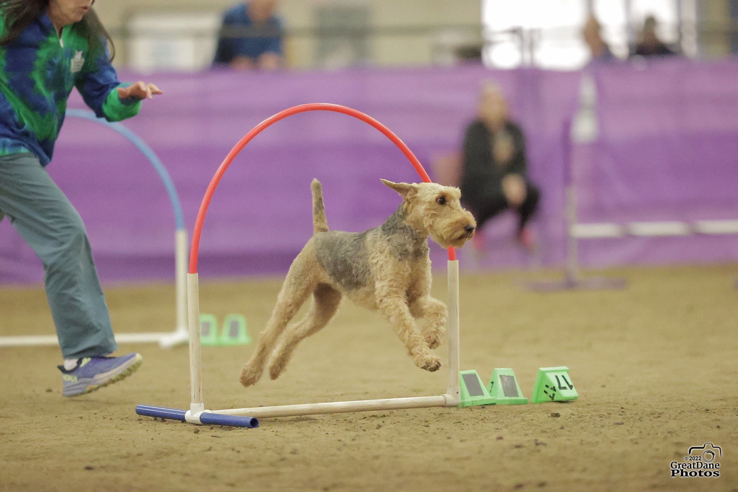 Crufts hounds online 2019