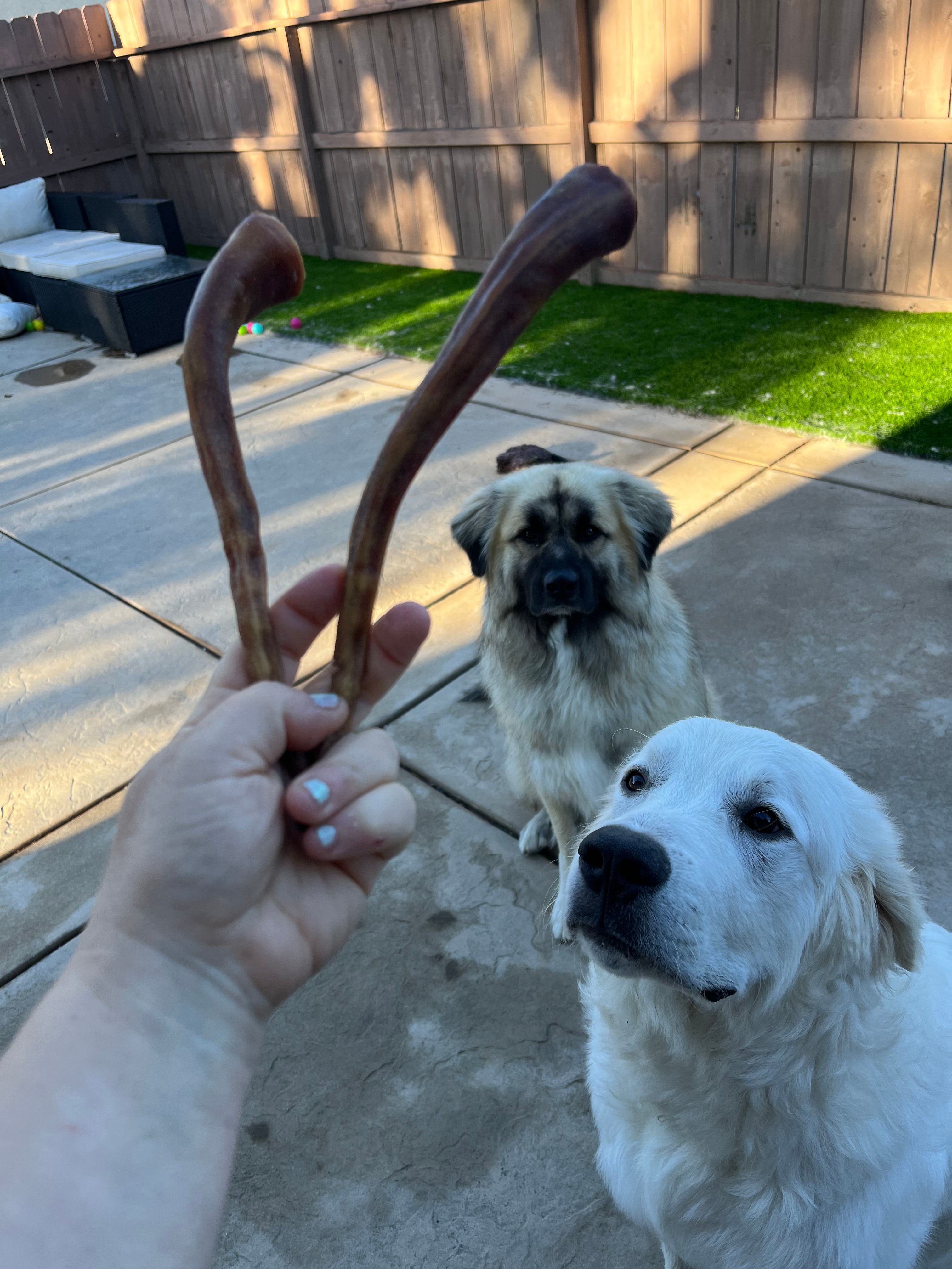 Full Grown Great Pyrenees Short Hair Buy Pyrenean Mountain Dog A3