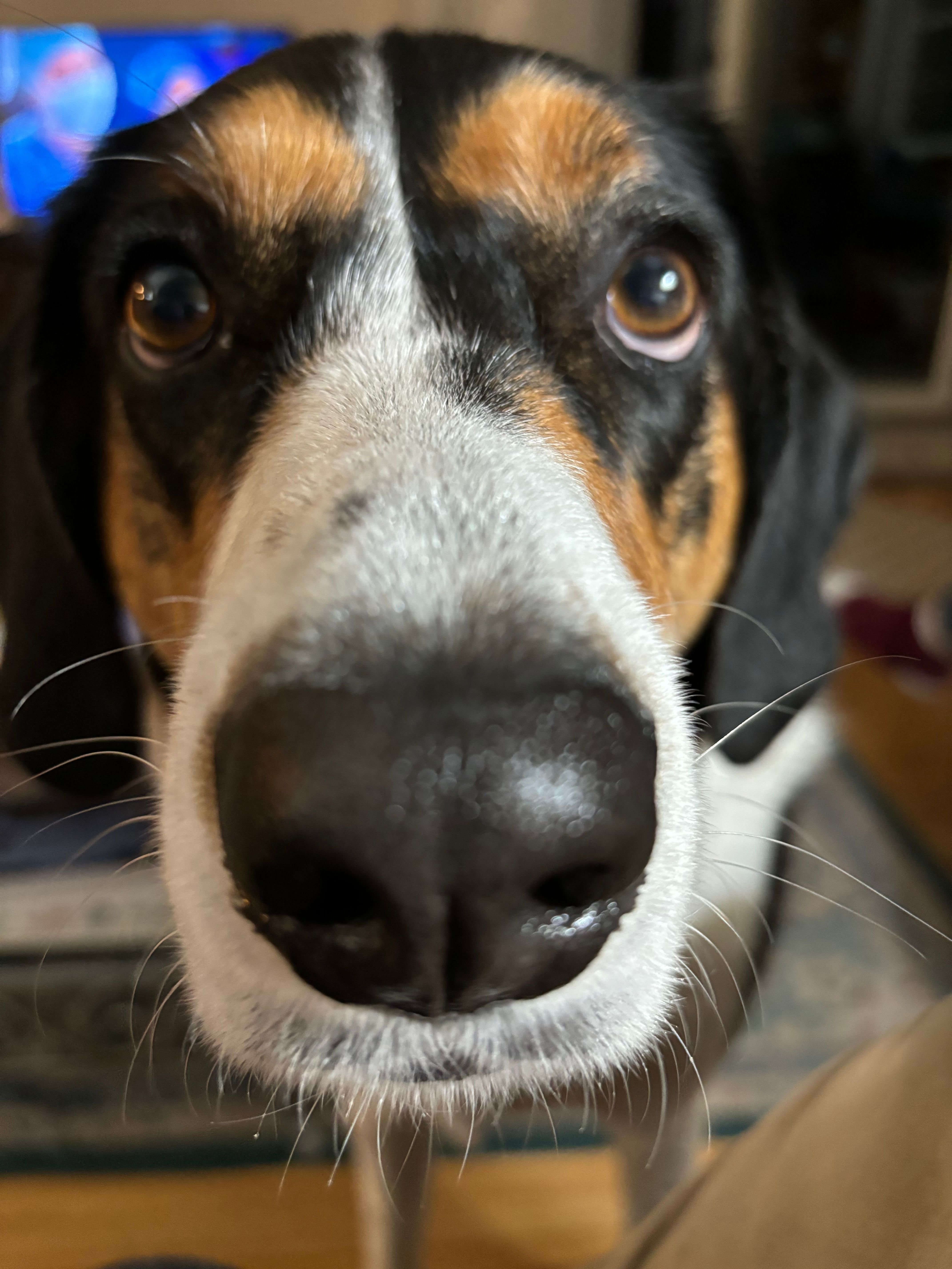 Border Collie Bluetick Coonhound Mix Puppies Bluetick Coonhound