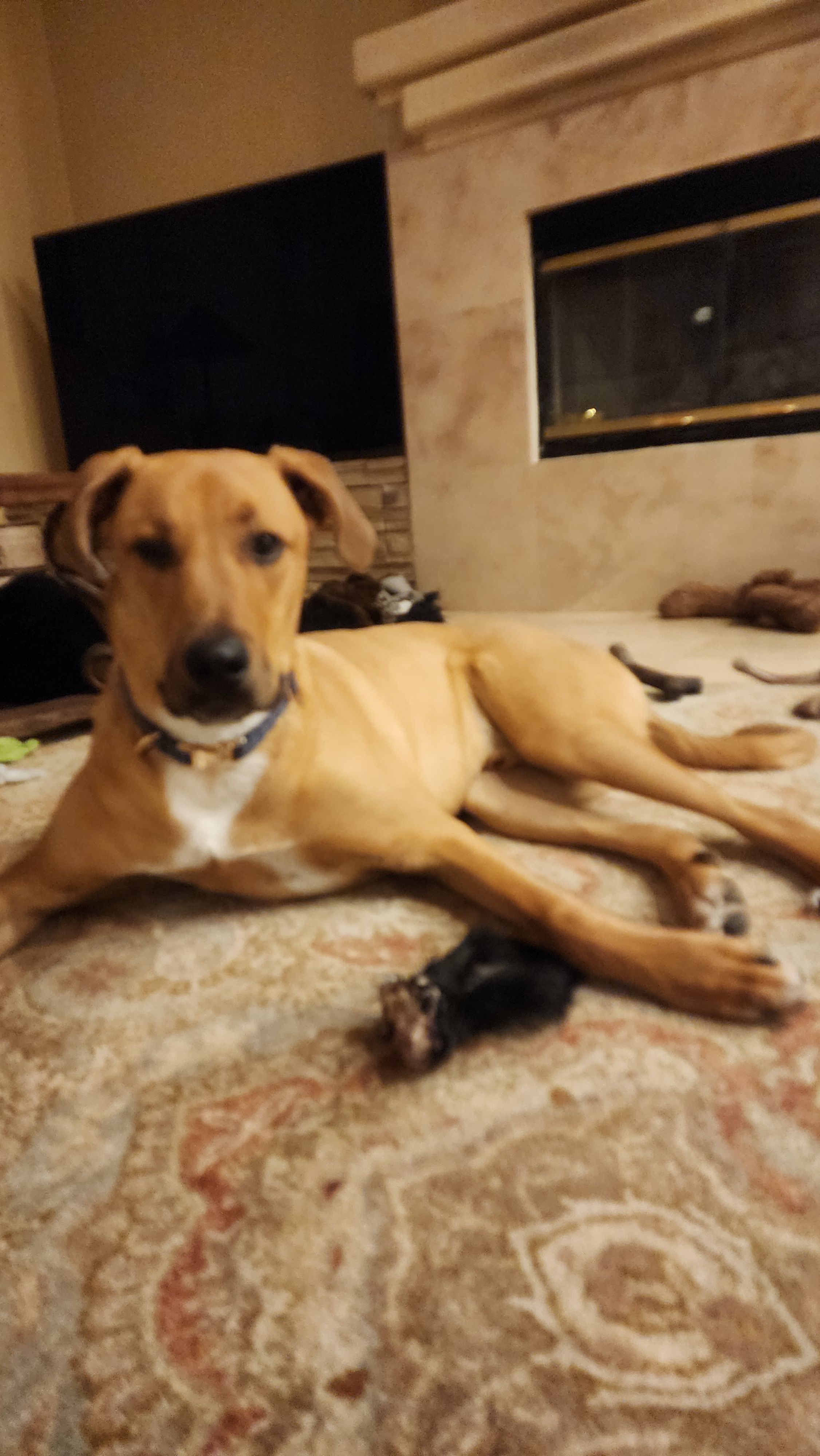 Lab black mouth cur online mix - Main Image