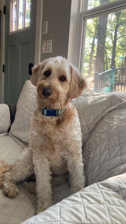 Full Grown Goldendoodle Months Full Grown Double Doodle Puppies