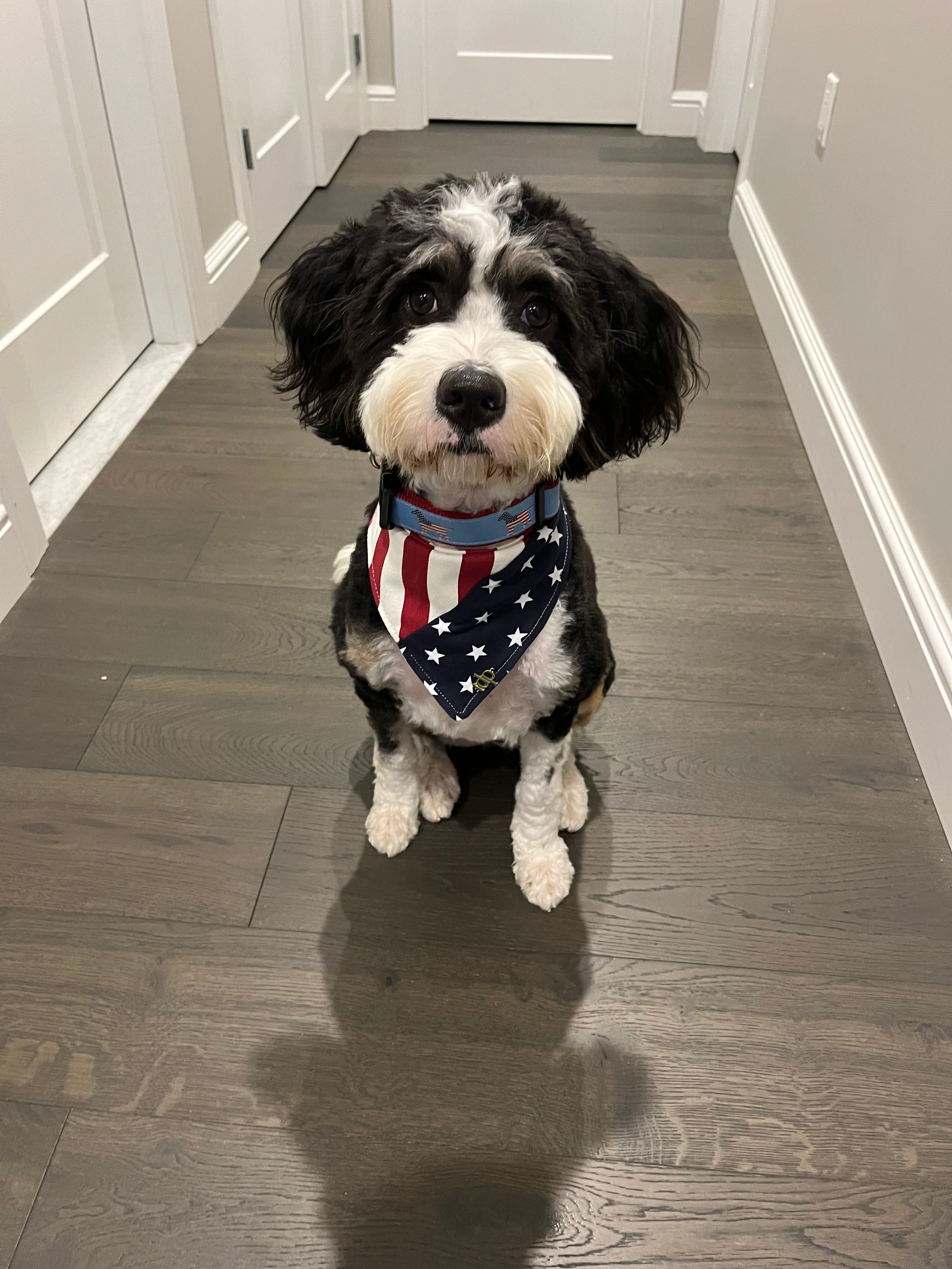 Sheep Dog Sheepadoodle For Sale Near Me Trained Sheepadoodle