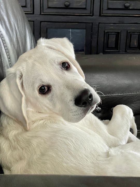 Raw Dog Food Beef Healthy Variety Mix BARF Diet Denver Colorado