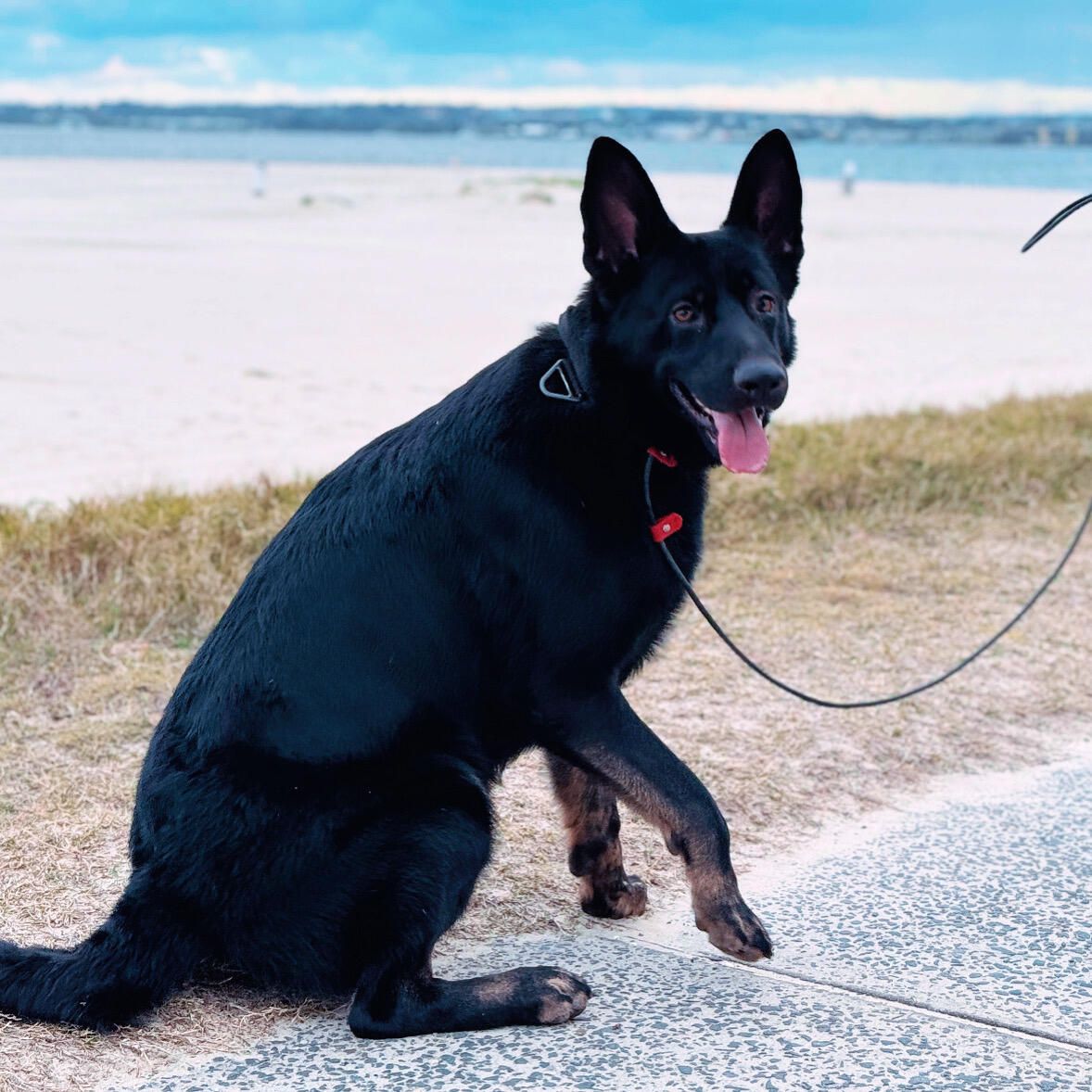 Blue Black German Shepherd Blue German Black And Grey German - Main Image