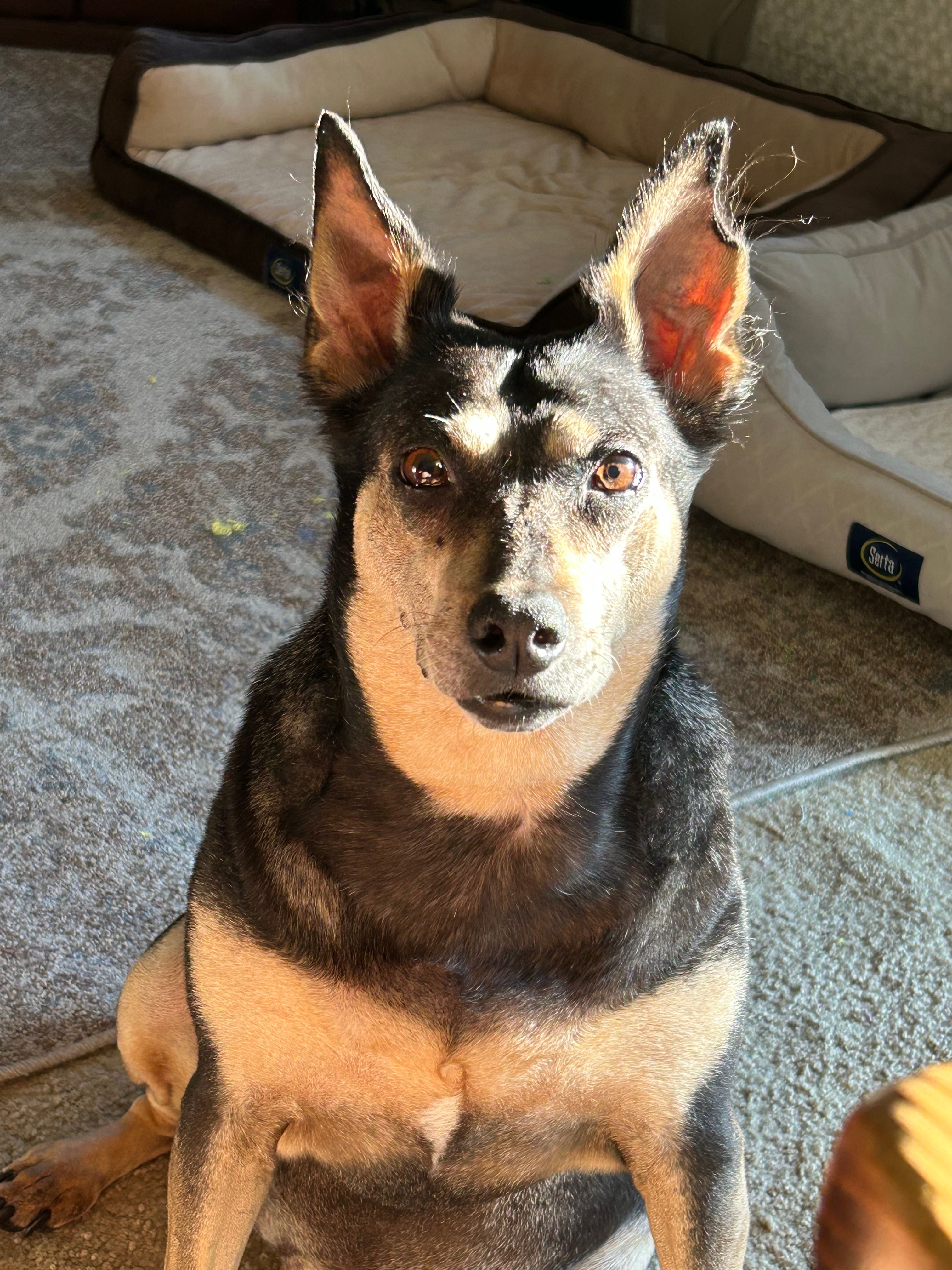 Adoption German Shepherd And Red Heeler Mix Heeler Dog Breed Texas