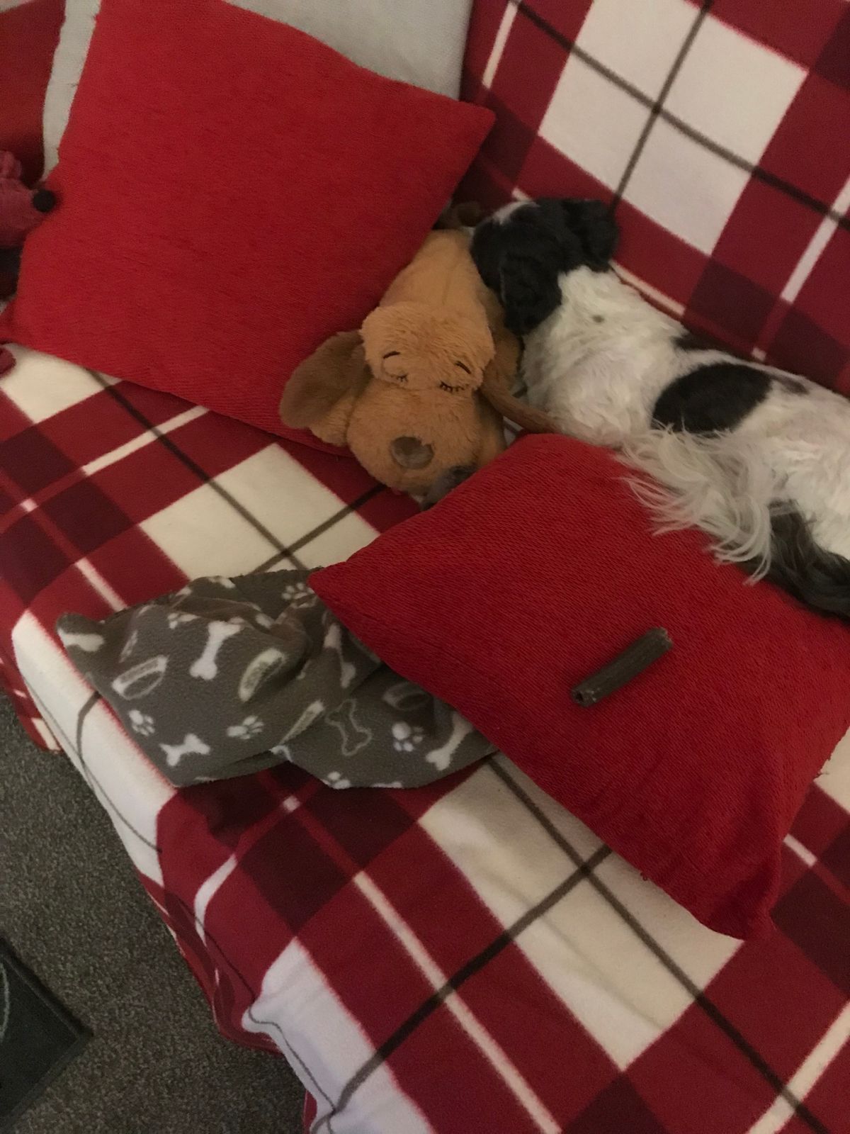 Snuggle Puppy w/ Quick UK Delivery In stock Shop Snuggle Puppies — Treat Your Dog