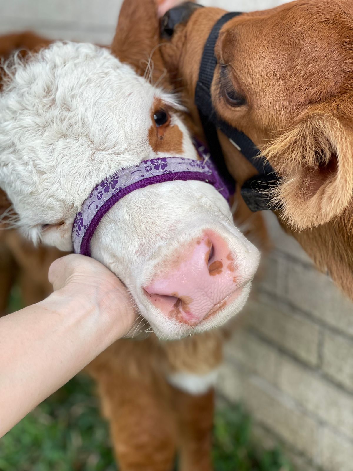 Purina Animal Nutrition Land O Lakes Amplifier Max Calf Milk Replacer