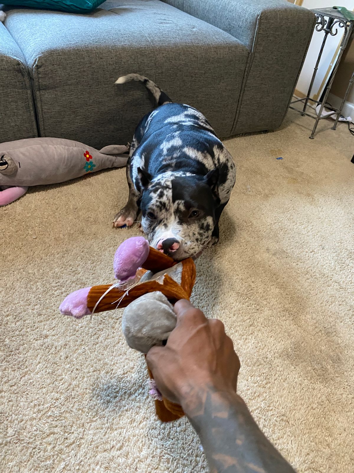 ValuPak 2820 Dog Food