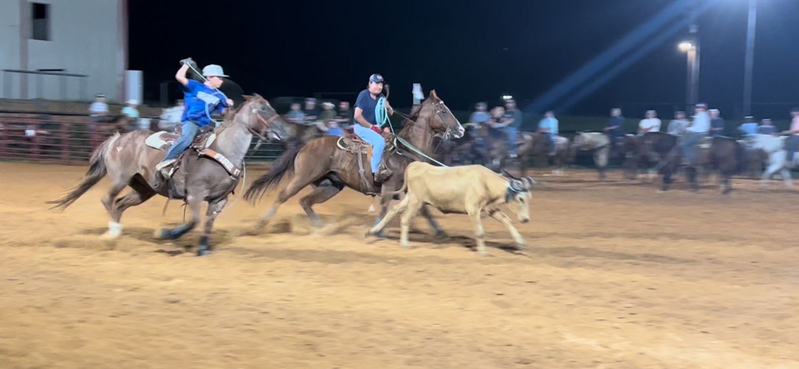 HorseCraft Products Horse Craft Red Dally Wrap