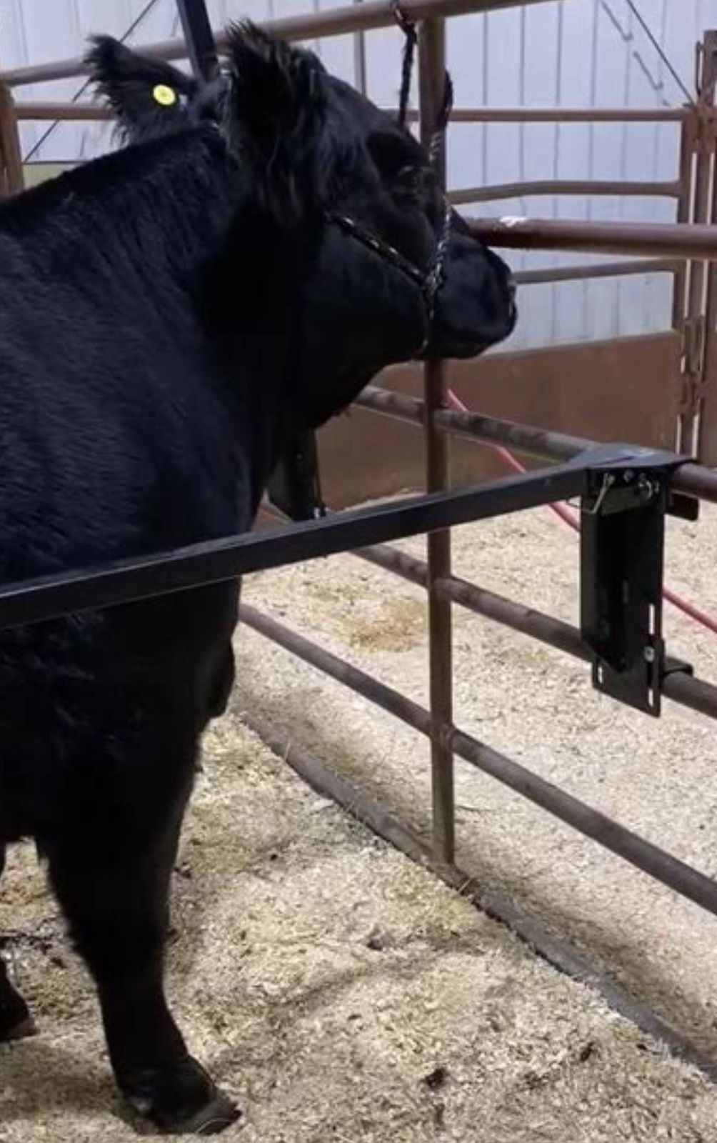 Straight Up Bars Cattle Order Straight Up Bars for Cattle Online NRS