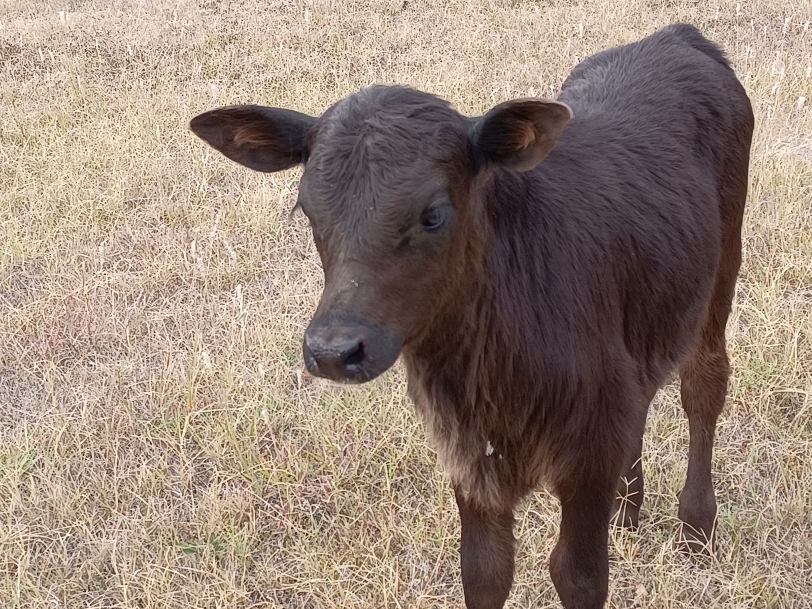 Purina Animal Nutrition Land O Lakes Amplifier Max Calf Milk Replacer