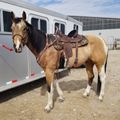 Professional's Choice Contoured VenTech Western Cinch – Greenhawk A