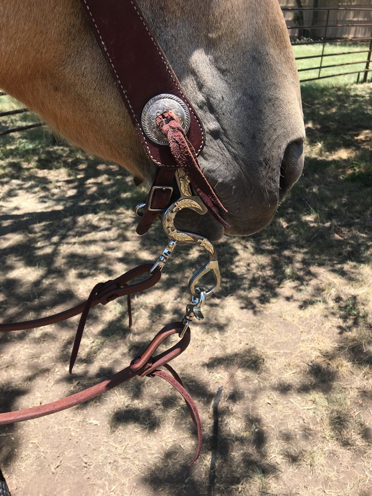 Classic Equine Tool Box Correction Bit 8