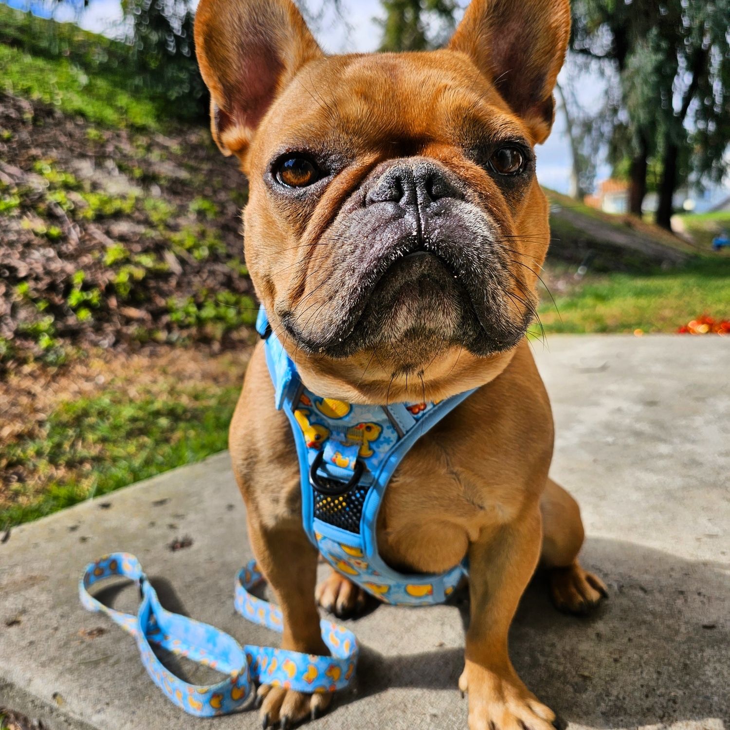 Rubber Ducky No Pull Dog Harness Beast & Buckle