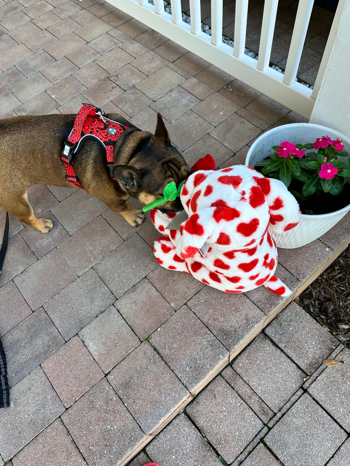 Rubber Ducky No Pull Harness Bundle Beast & Buckle