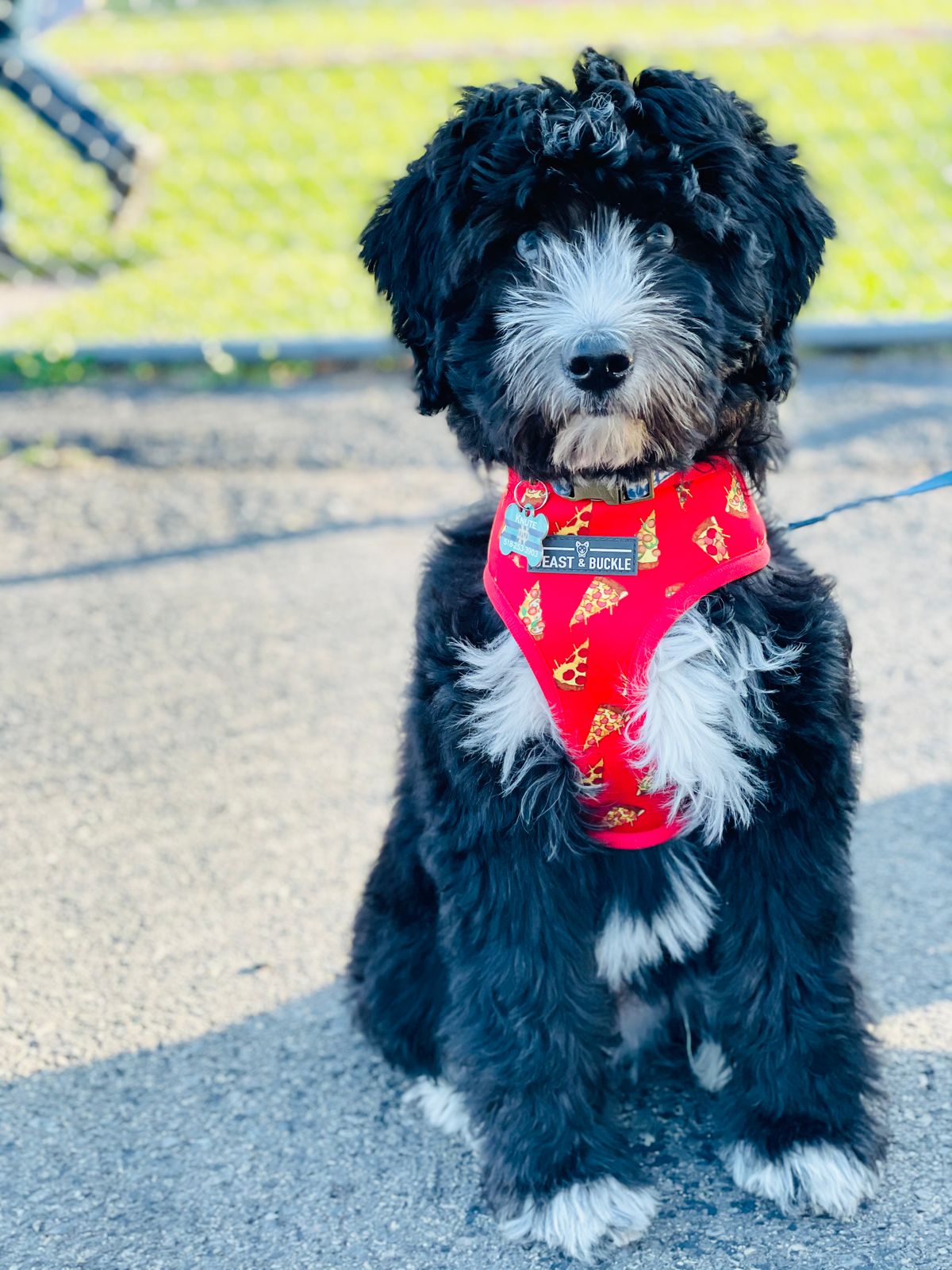 pizza dog harness