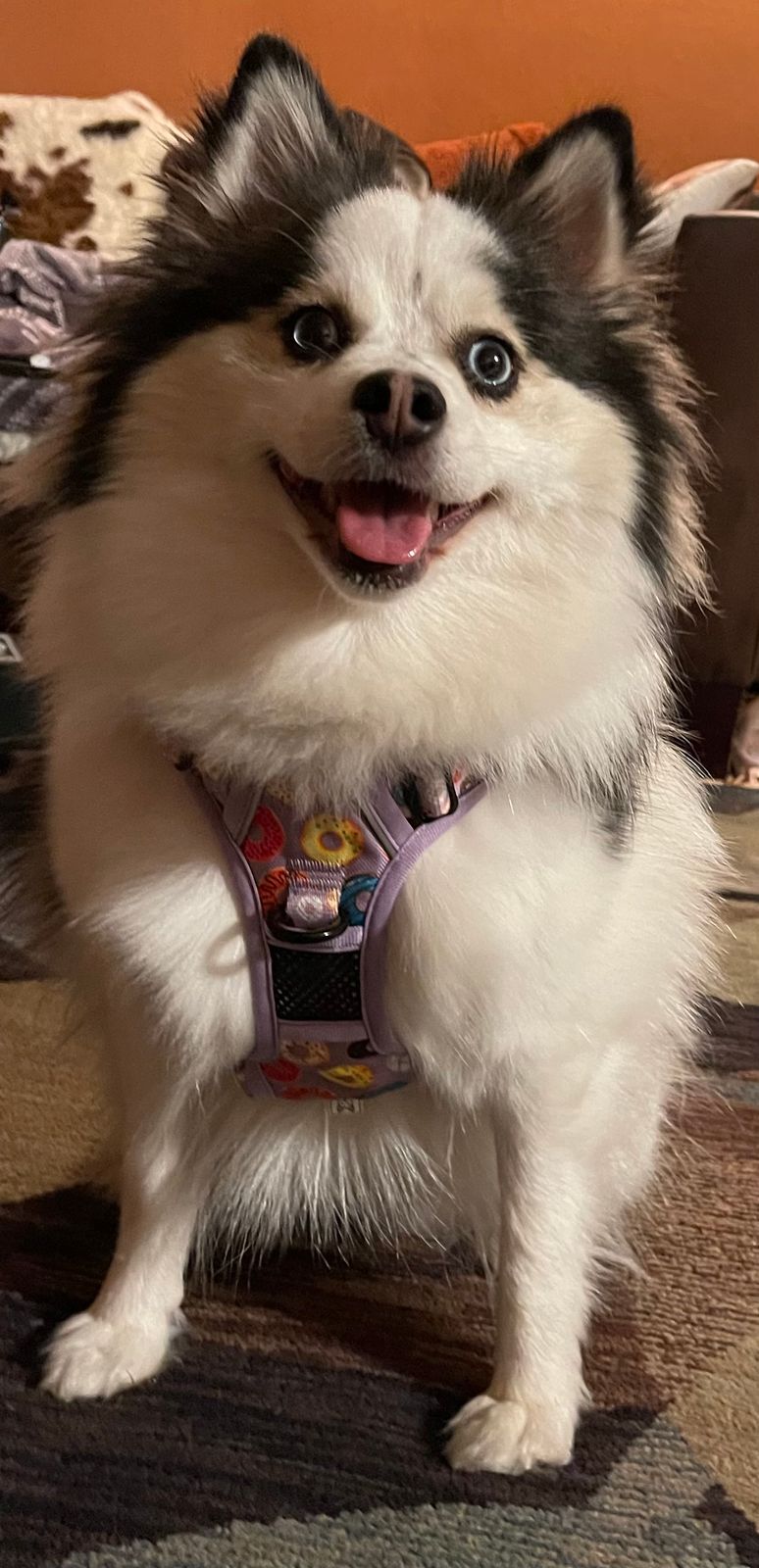 Rubber Ducky No Pull Dog Harness Beast & Buckle