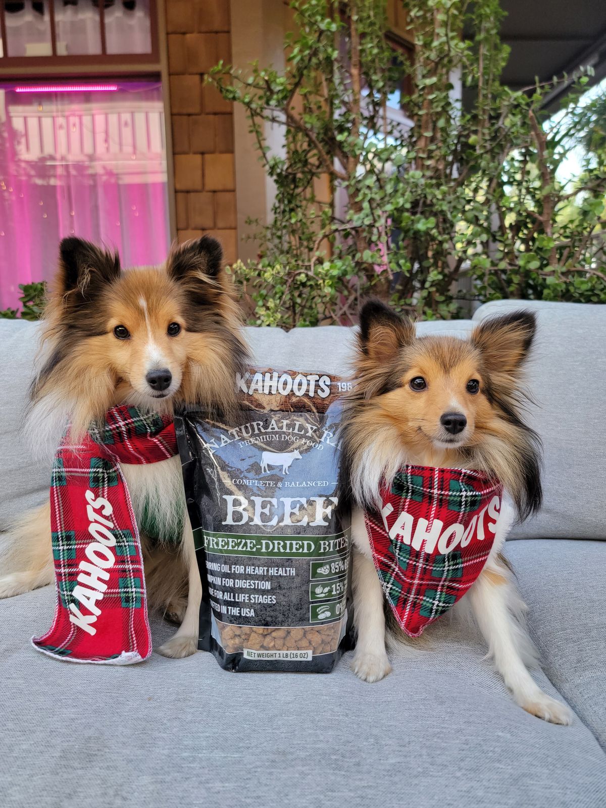 Anna's dog on Kahoots Beef Bites