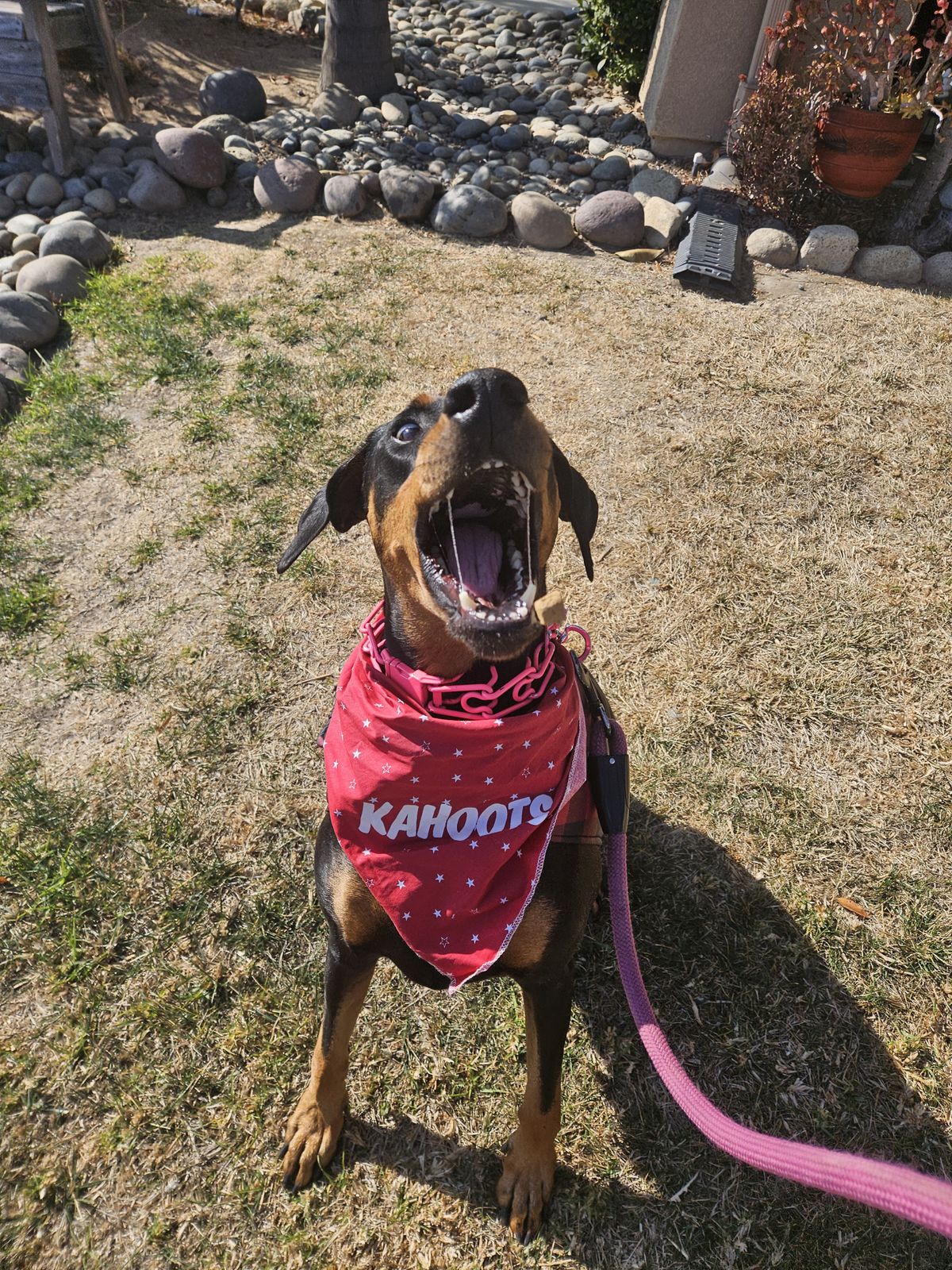 Sadie the rescue Doberman — customer photo