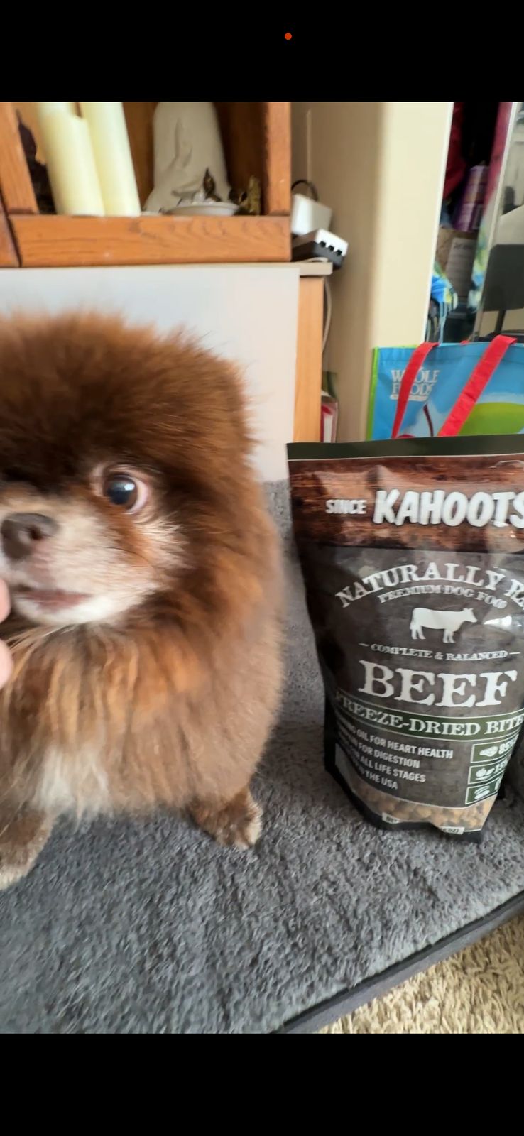 Cocoa ready for her Kahoots Beef Bites
