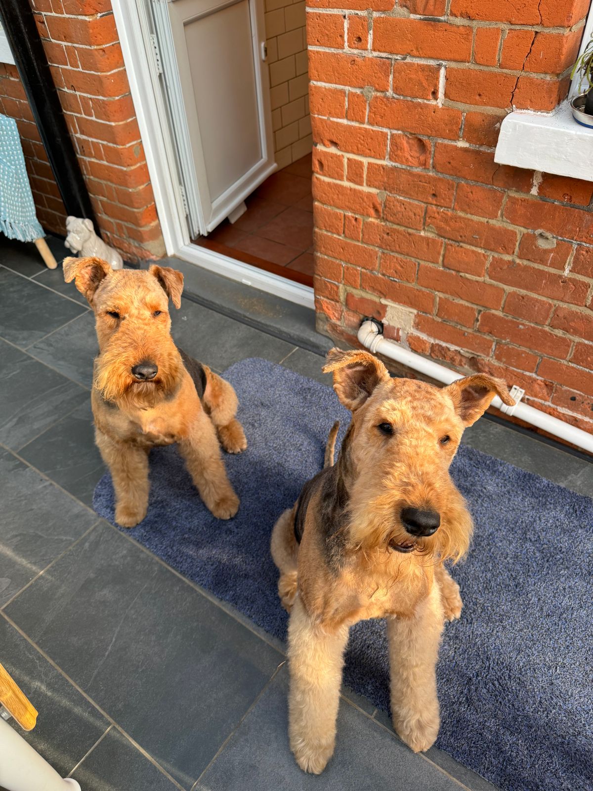 Airedale Terrier Cross Border Terrier Airedale Border Collie Cross