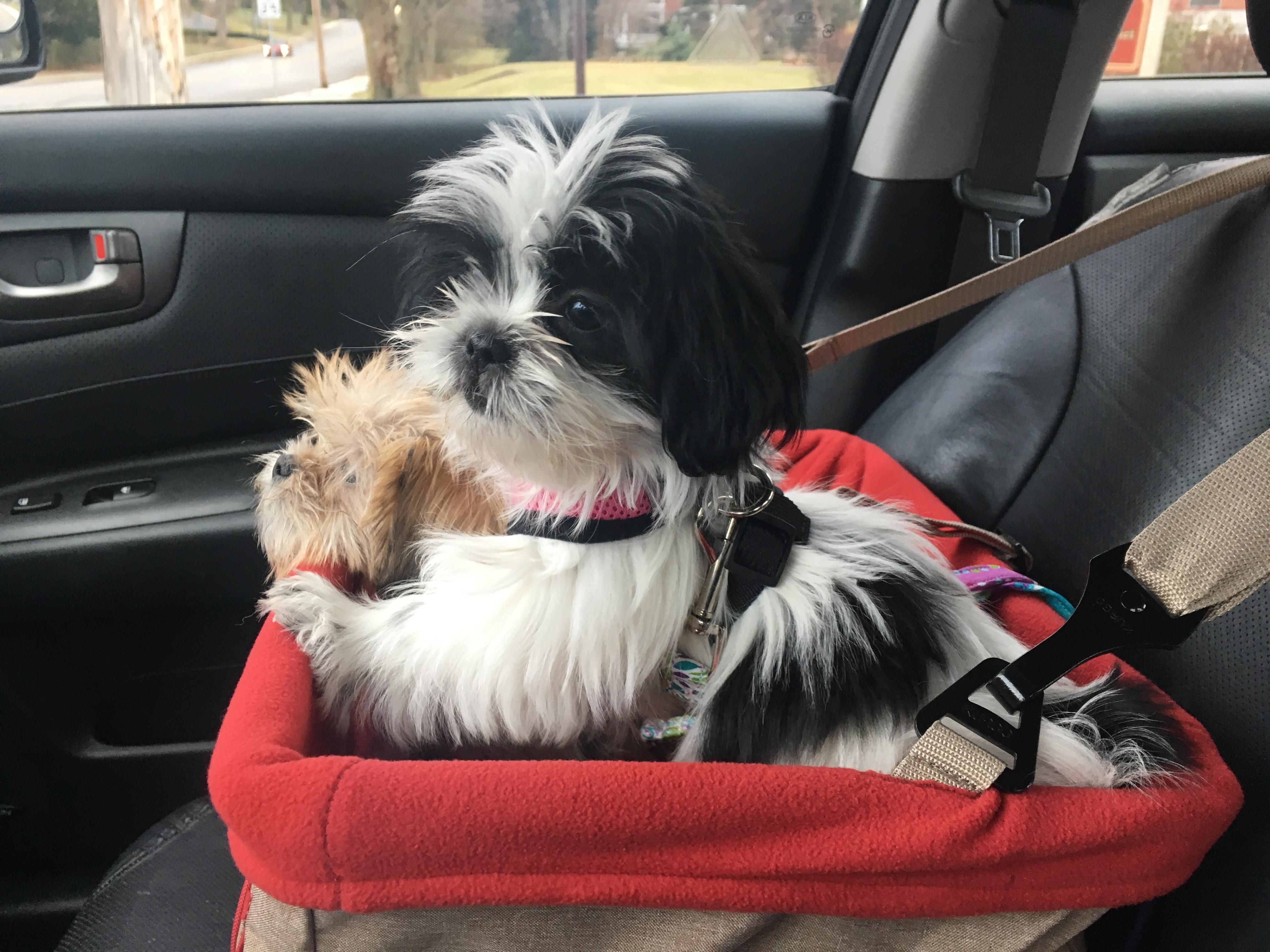 Dog Car Booster Seat Heather Grey Kurgo®