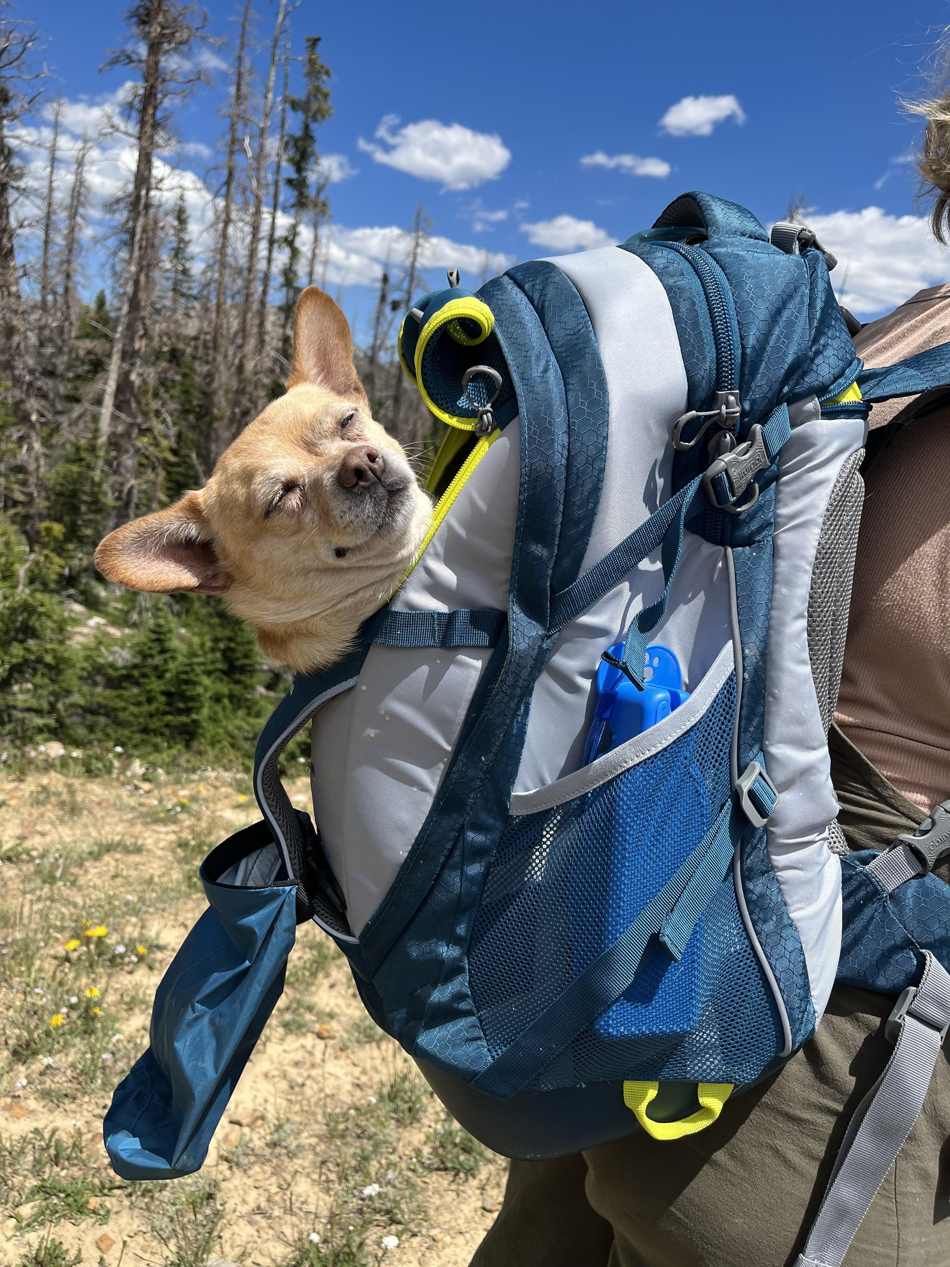 Best Dog Backpack To Carry Dog Hiking Best Dog Hiking Gear Best