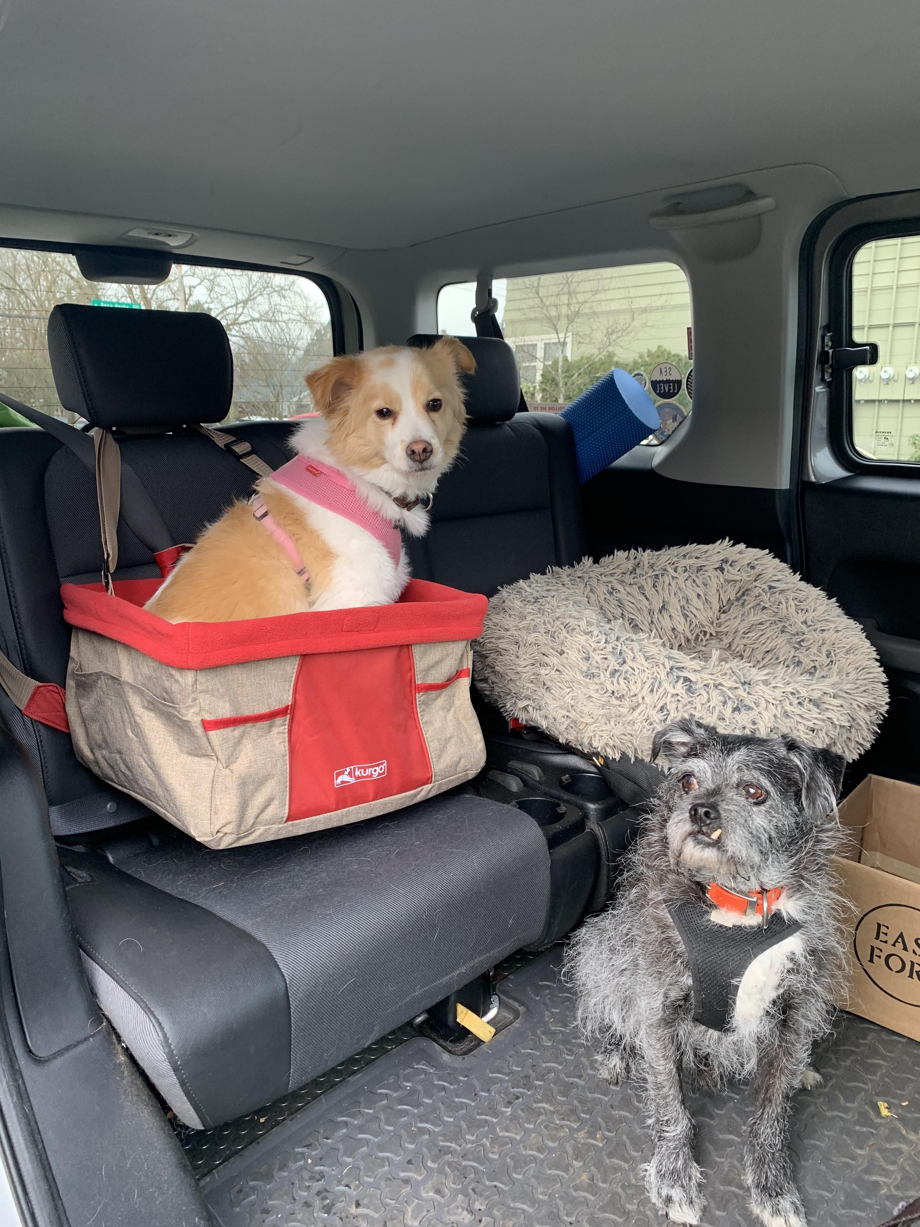 Dog Car Seats For Small Dogs Kurgo Skybox Car Booster Seat For