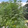 Large green leafy plants growing in an outdoor garden setting with blue sky and trees in background