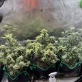 Indoor growing setup with plants in fabric containers under ventilation system