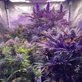 Indoor grow tent with plants under purple LED lighting