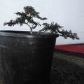 A small bonsai tree with delicate branching foliage growing in a dark pot placed on what appears to be a concrete surface