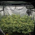 Indoor growing setup with plants under artificial lighting in a reflective tent enclosure