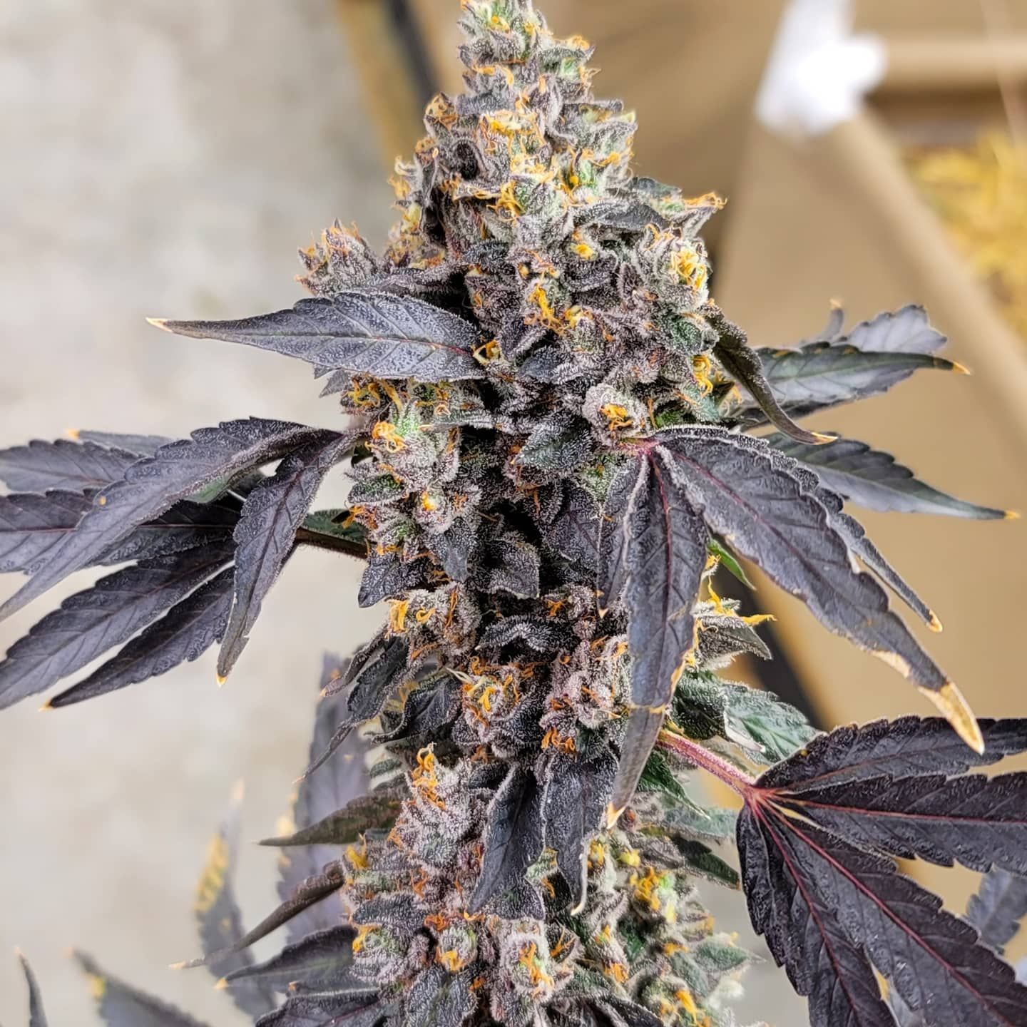 Diamond K Gypsum For Sale Premium 97 Solution Grade Diamond K Gypsum